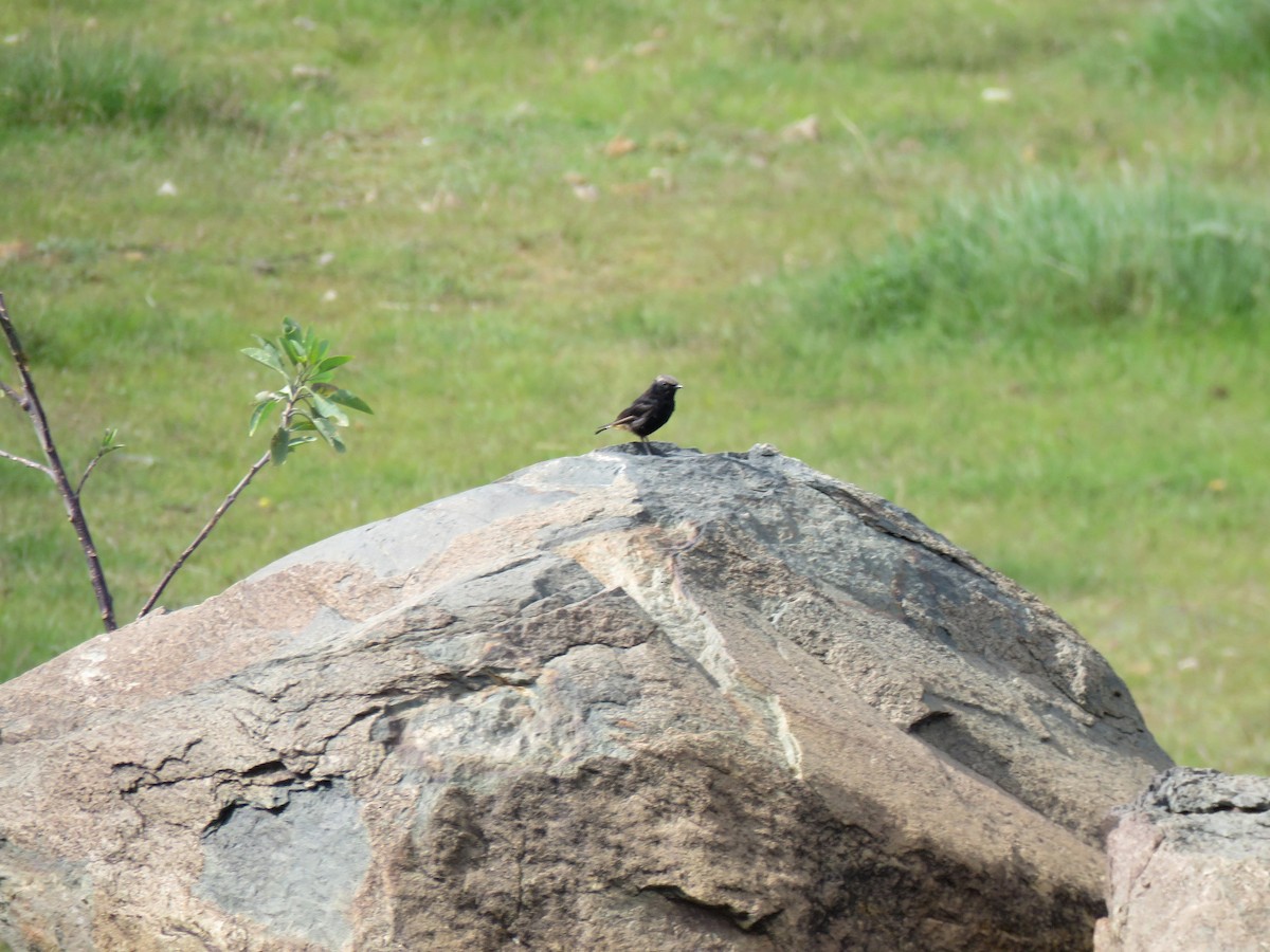 Abyssinian Wheatear - ML642219414
