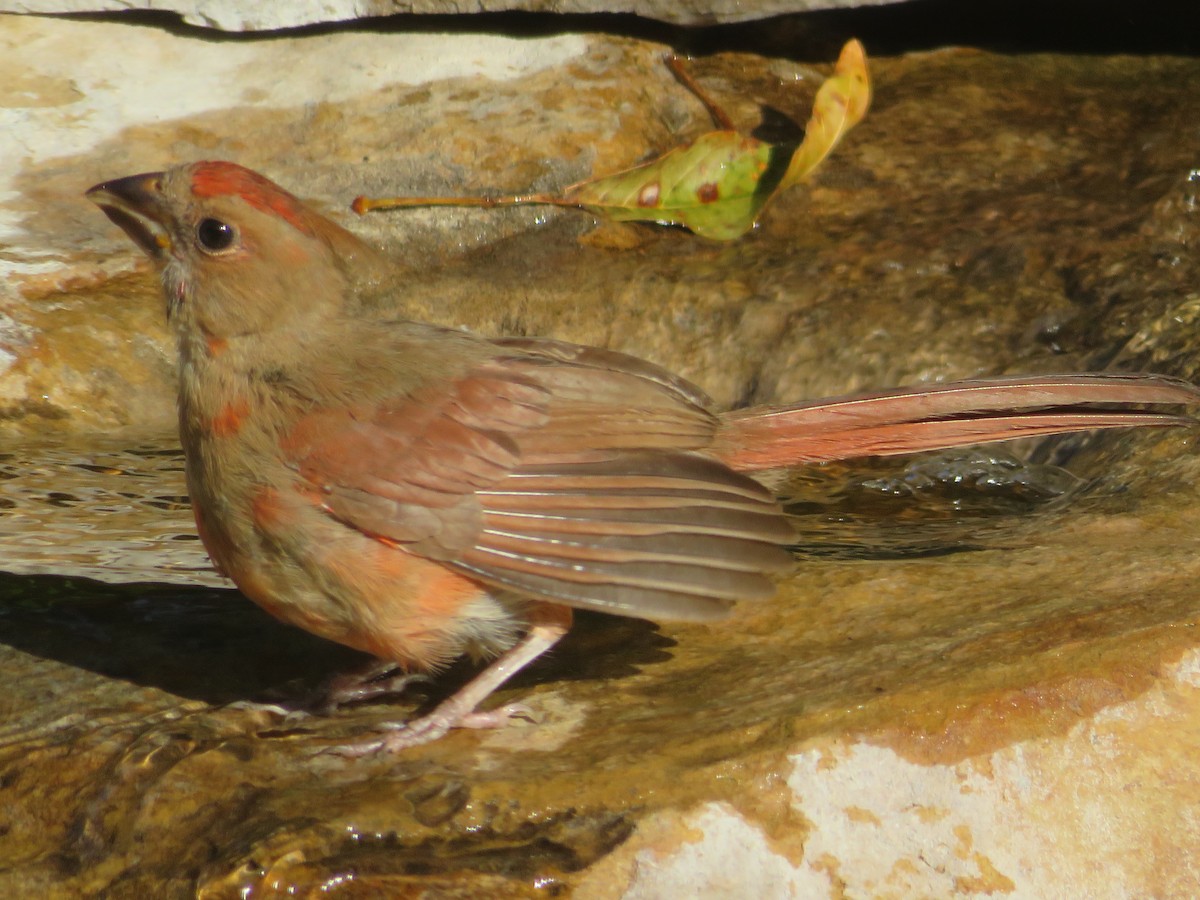 Northern Cardinal - ML642219425