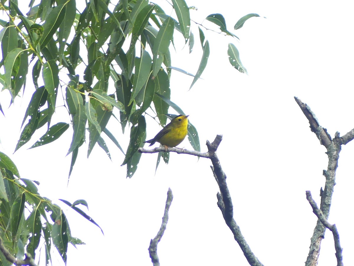 Wilson's Warbler - ML642219435