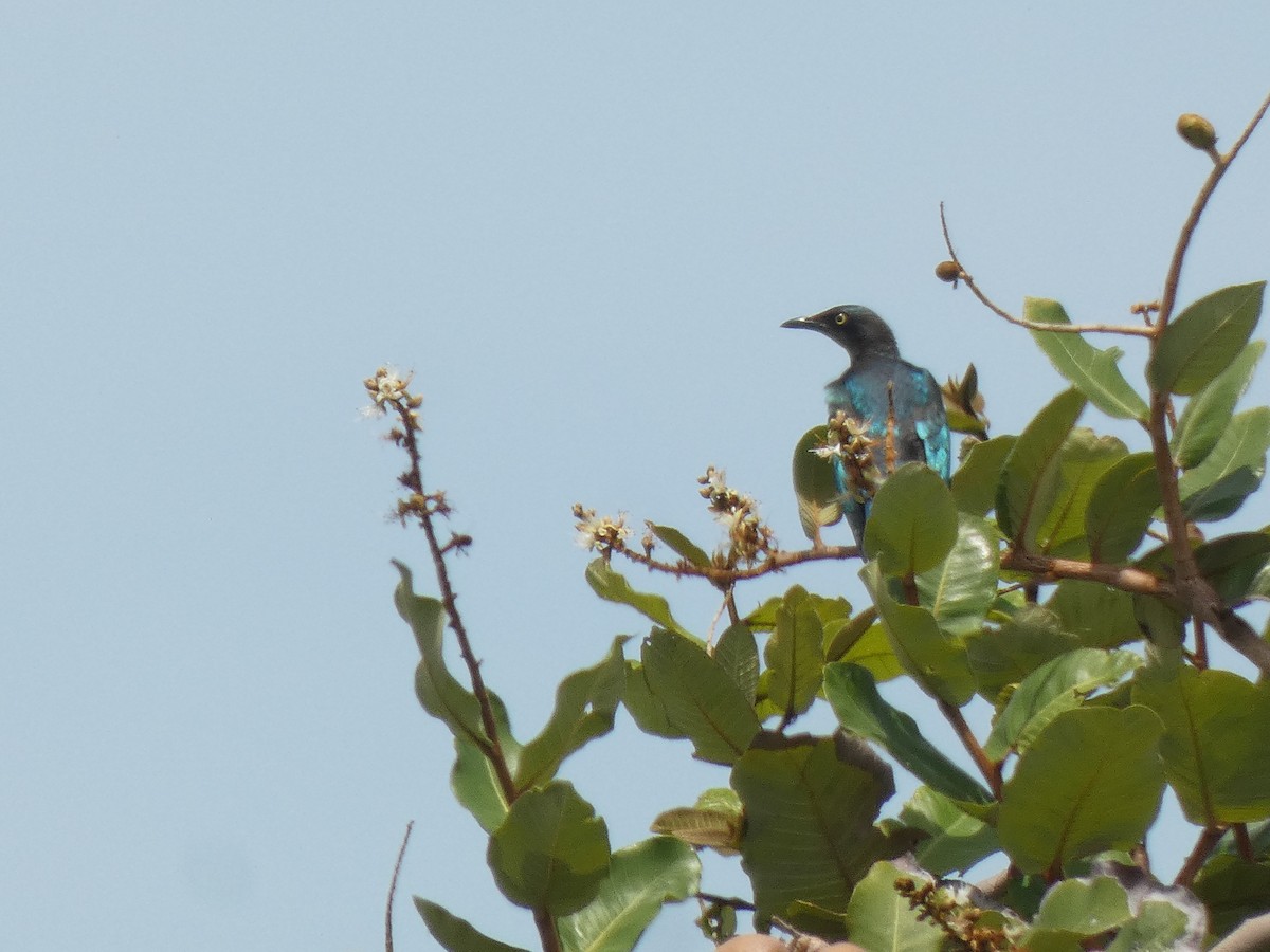 Splendid Starling - ML642219460