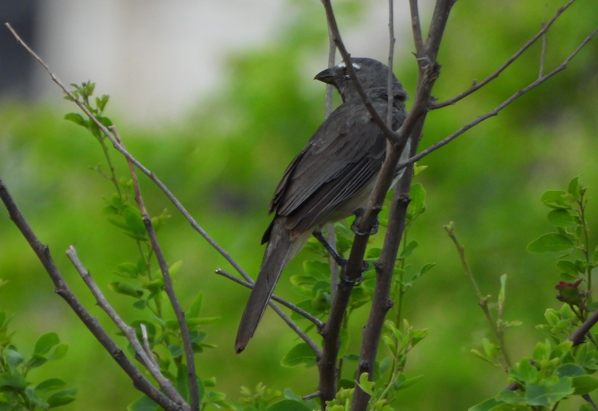 Olive-gray Saltator - ML642219466