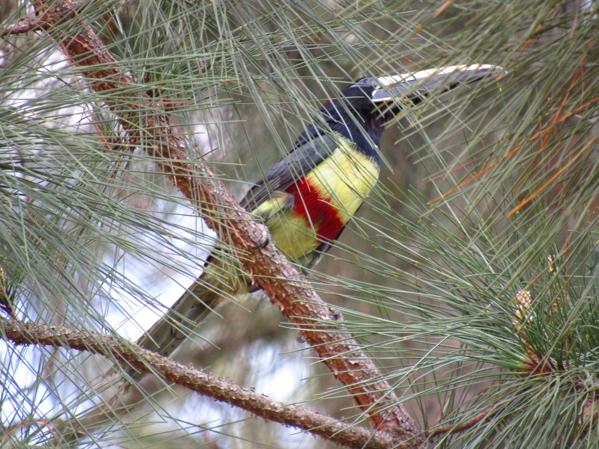 Black-necked Aracari - ML642219467