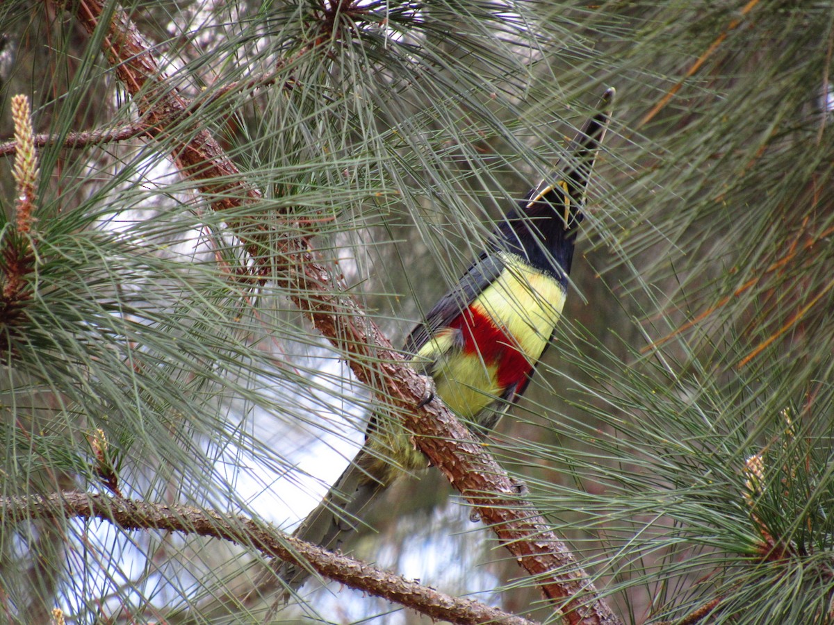 Black-necked Aracari - ML642219468