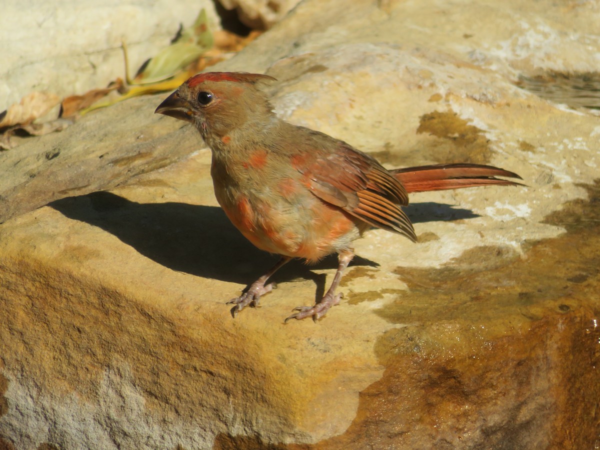 Northern Cardinal - ML642219518