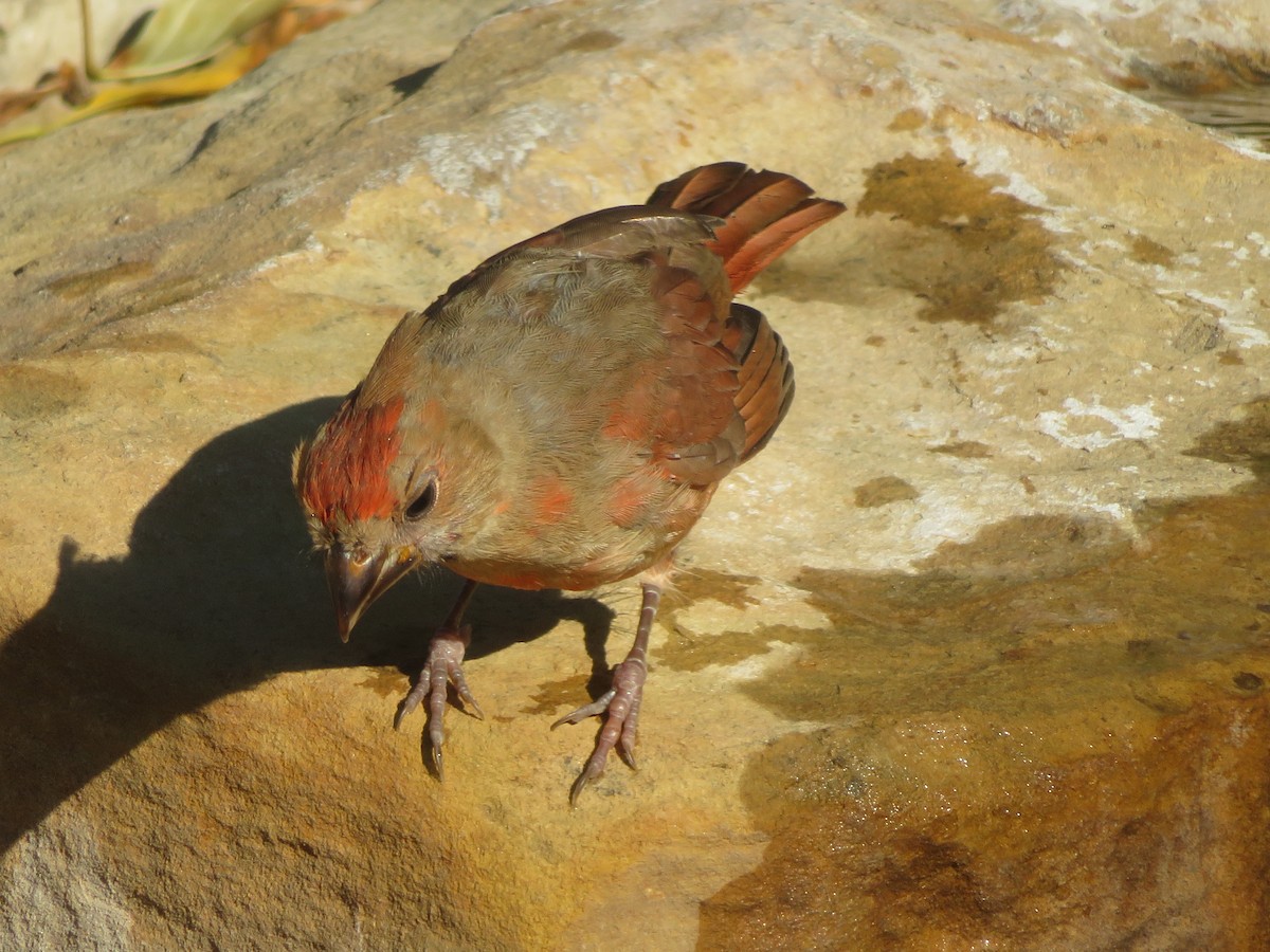 Northern Cardinal - ML642219519