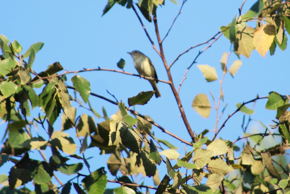 Ruby-crowned Kinglet - ML642219537