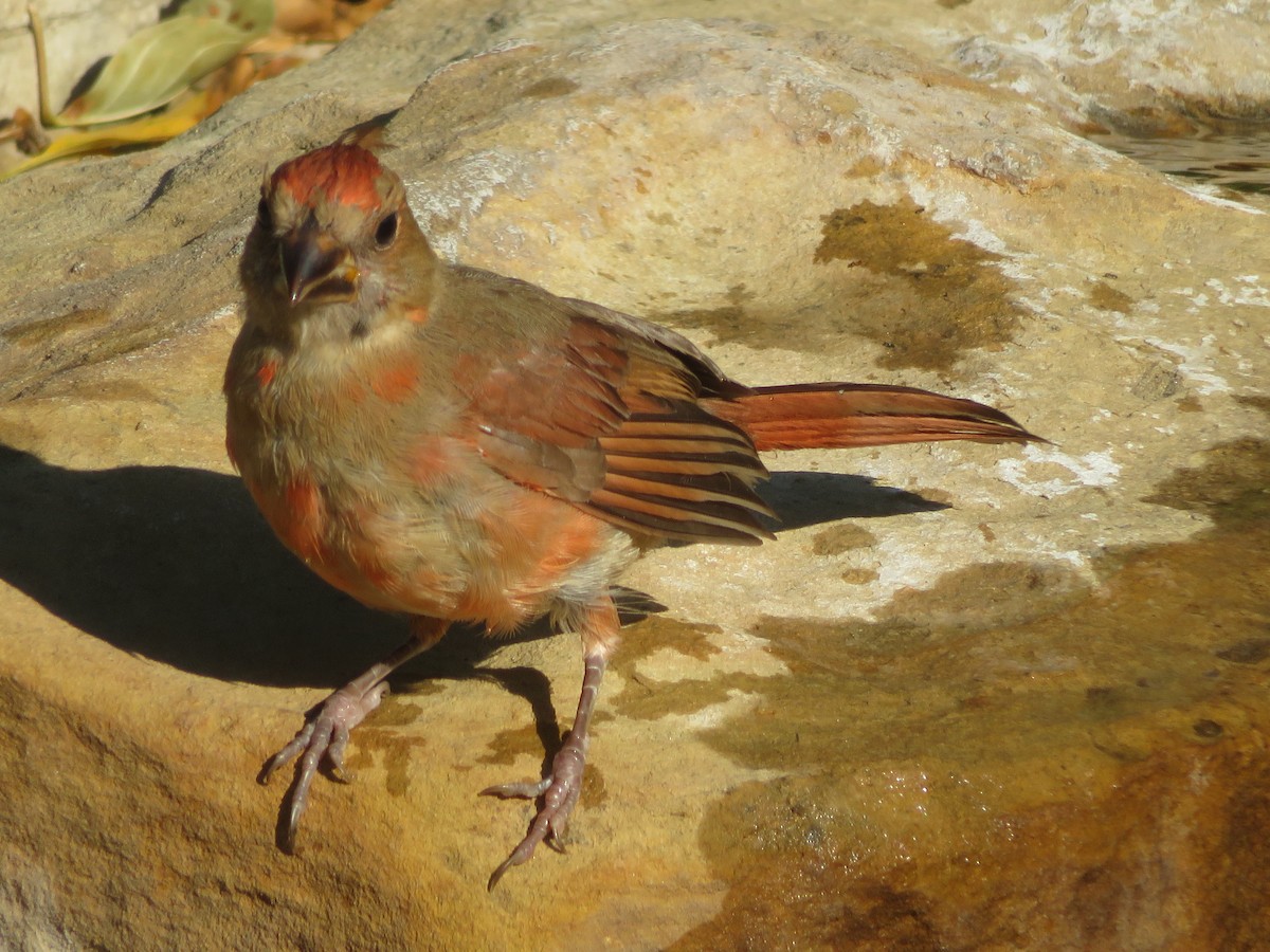 Northern Cardinal - ML642219539