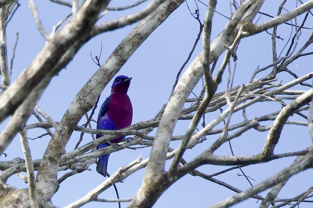 Purple-breasted Cotinga - ML642219540