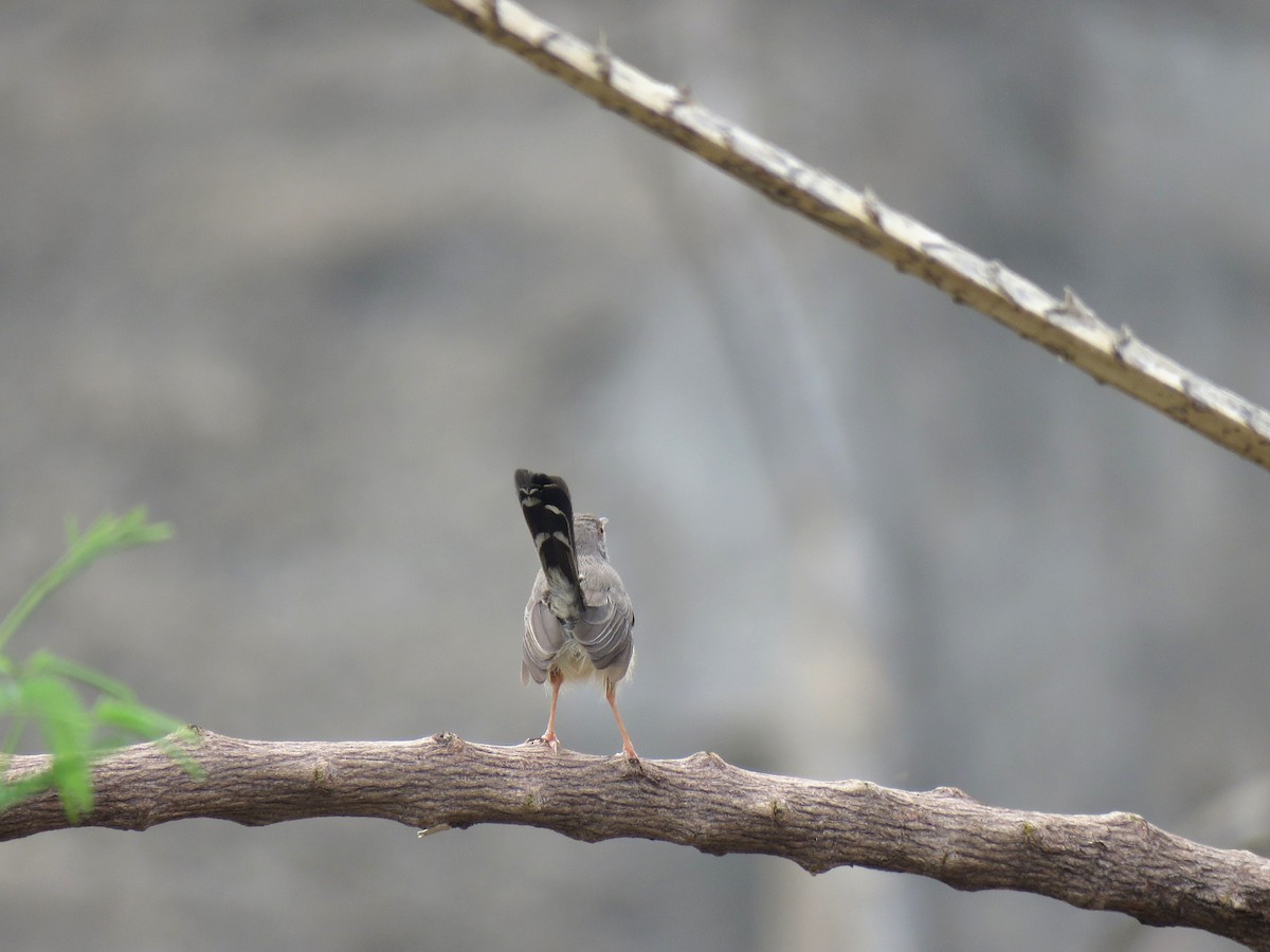 Red-fronted Prinia - ML642219542
