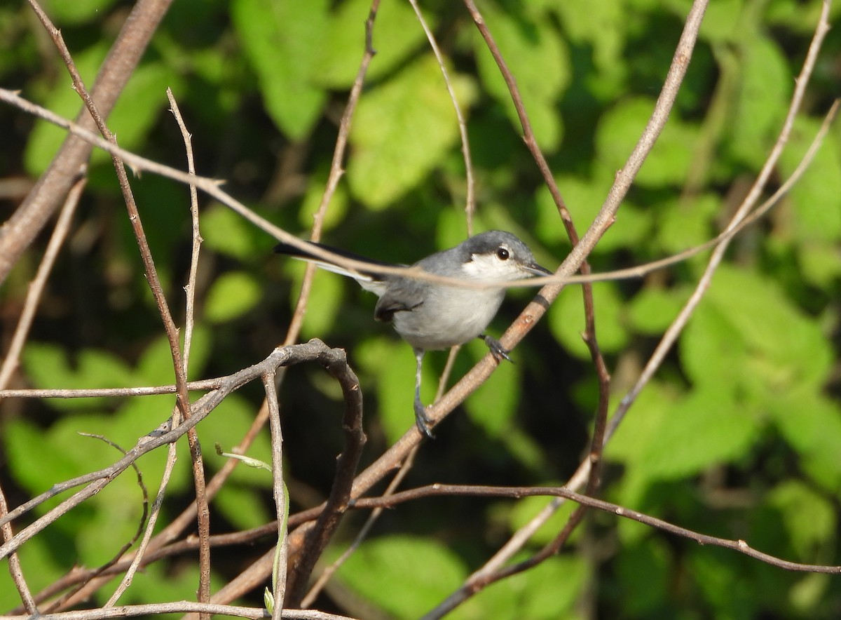 Tropical Gnatcatcher - ML642219546