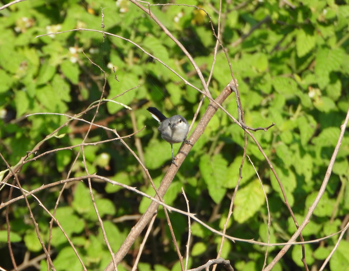 Tropical Gnatcatcher - ML642219547