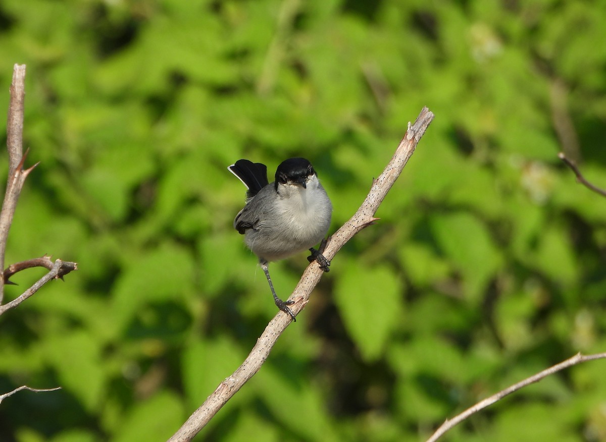 Tropical Gnatcatcher - ML642219548
