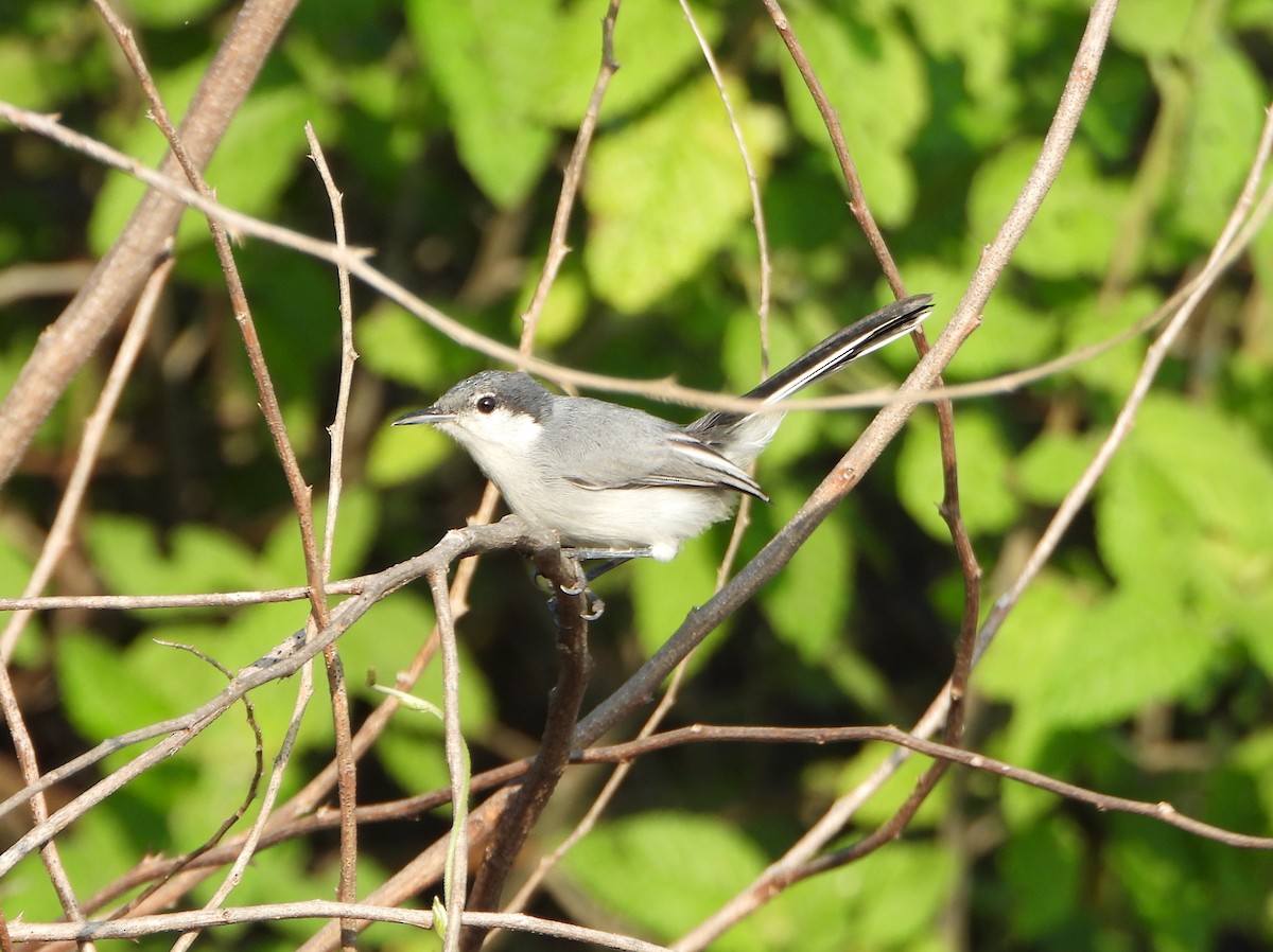 Tropical Gnatcatcher - ML642219549