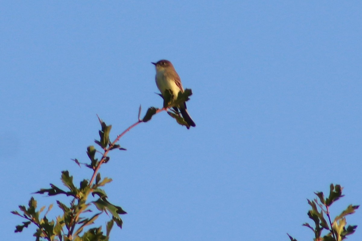 Eastern Phoebe - ML642219560