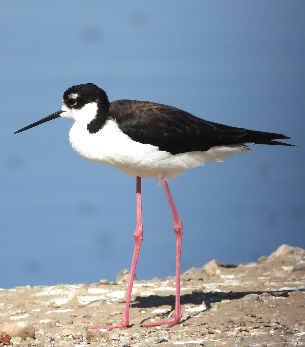 Black-necked Stilt - ML642219566
