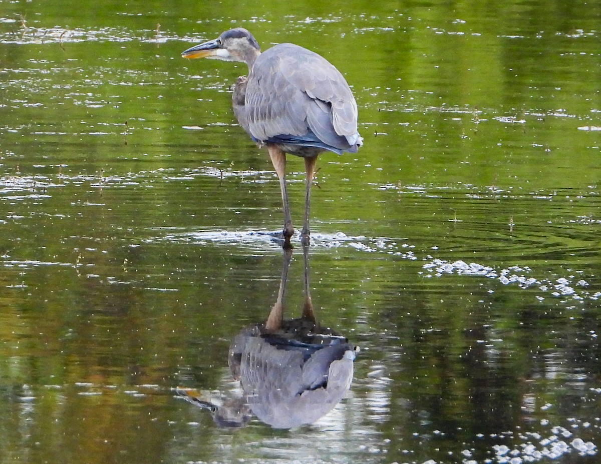 Great Blue Heron - ML642219574