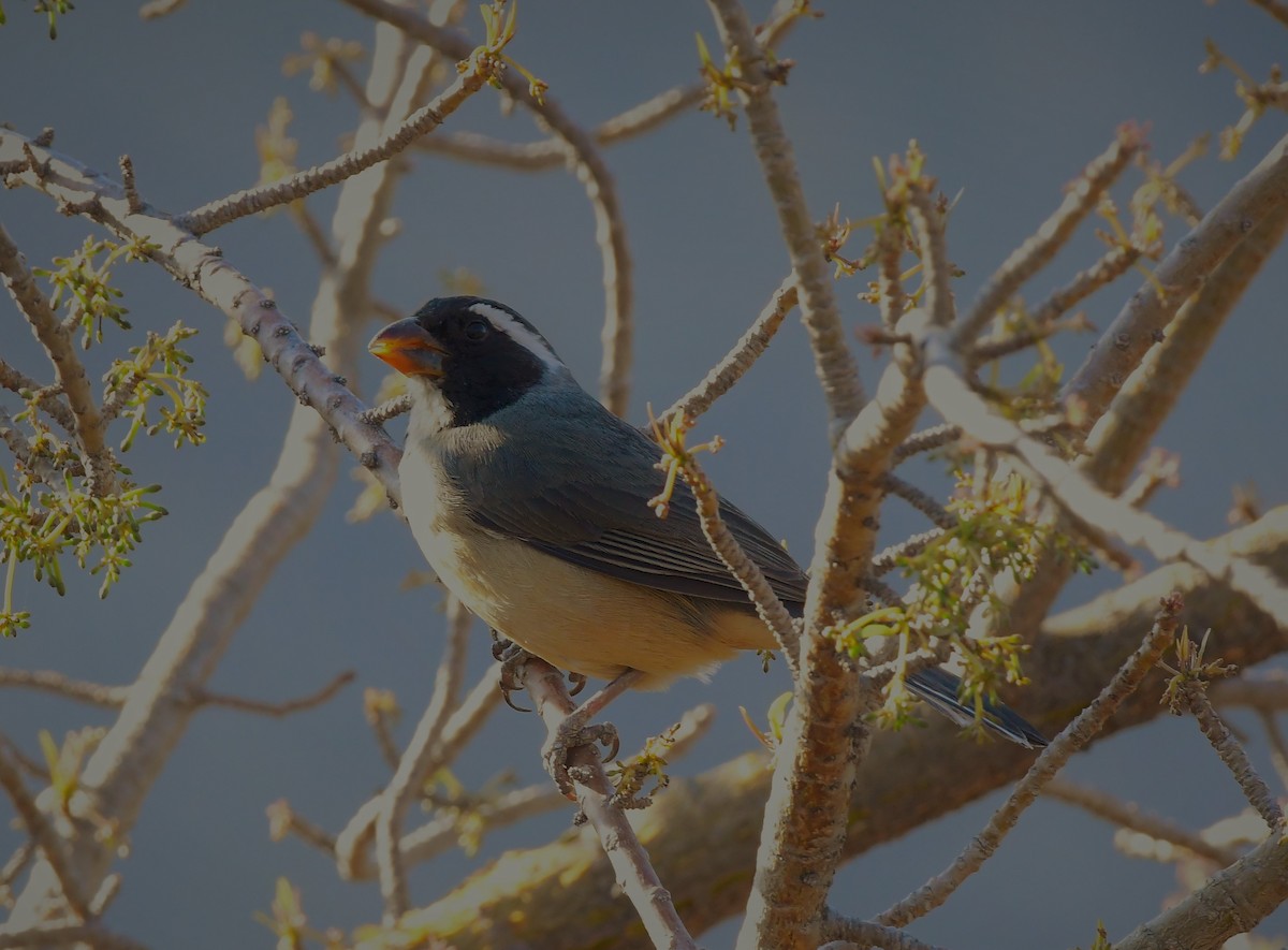 Golden-billed Saltator - ML642219575