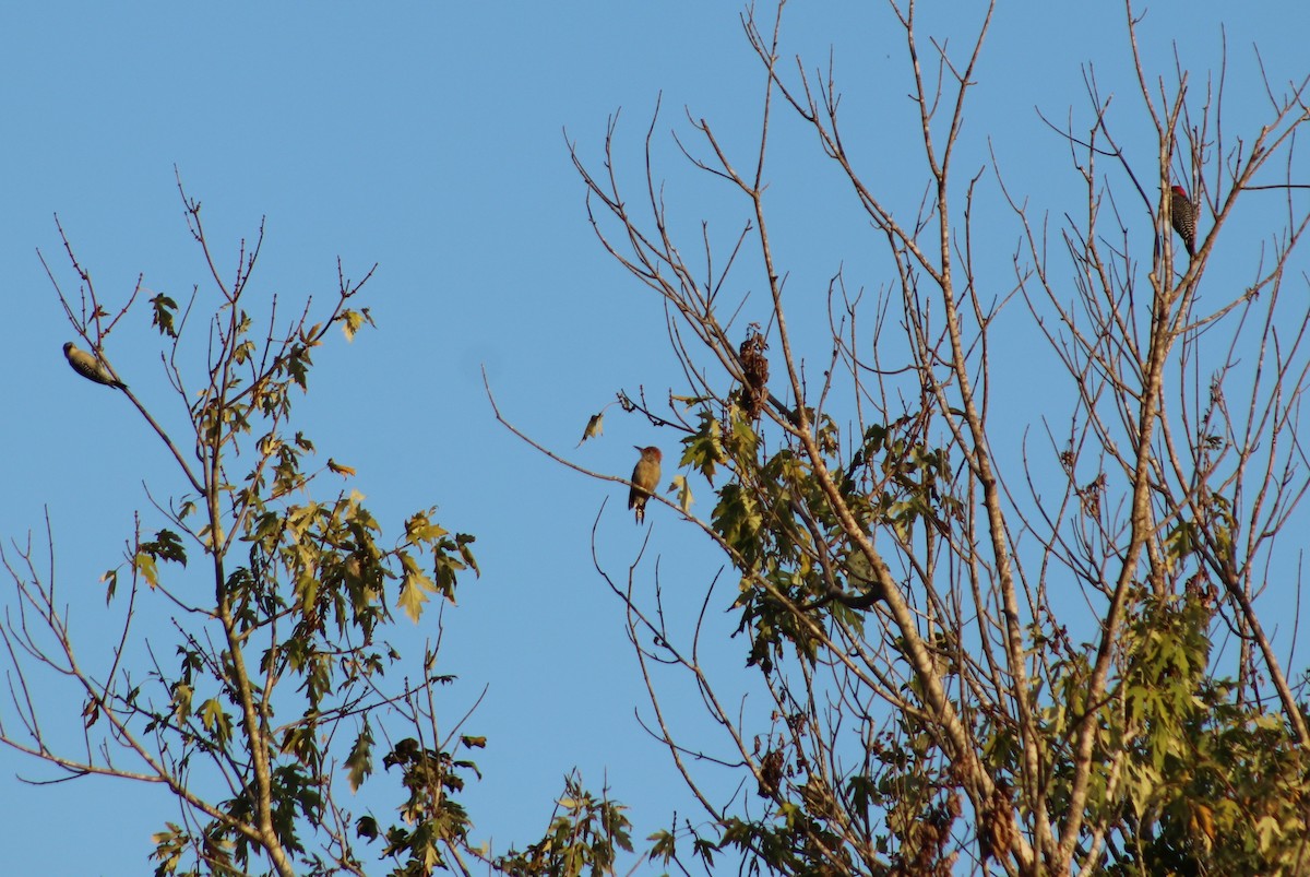 Red-bellied Woodpecker - ML642219580