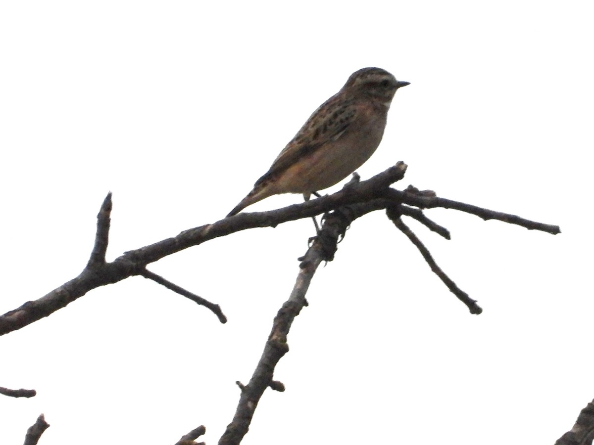 Whinchat - ML642219583