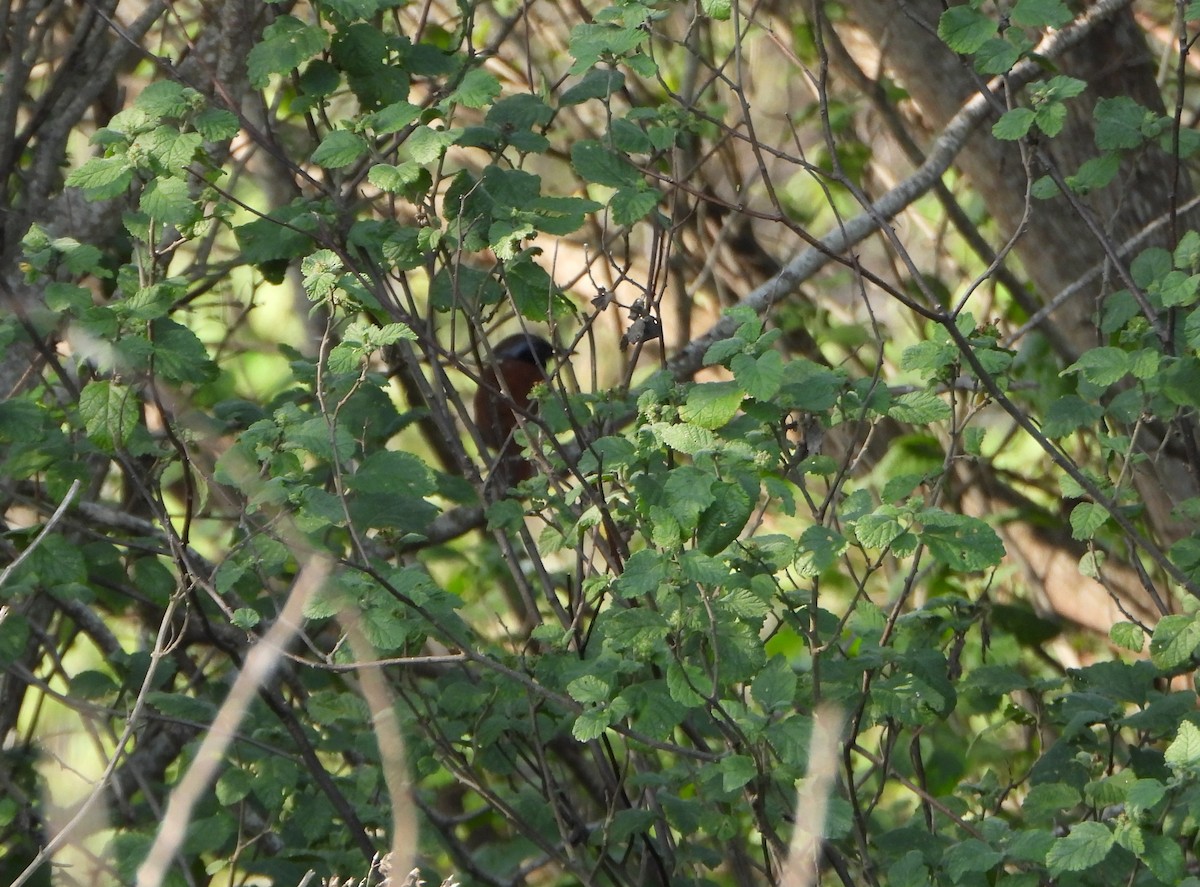 White-bellied Antbird - ML642219584