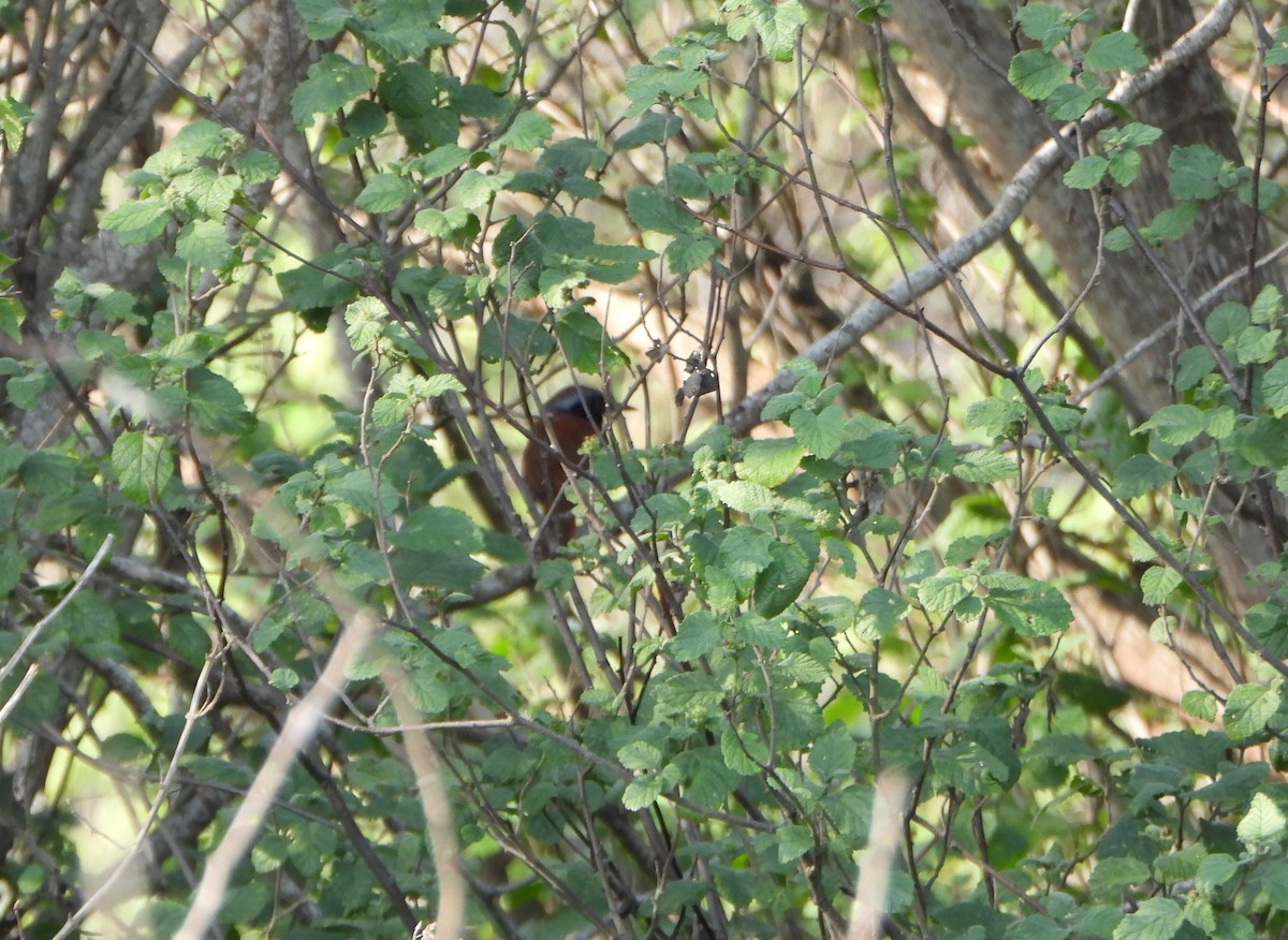 White-bellied Antbird - ML642219585