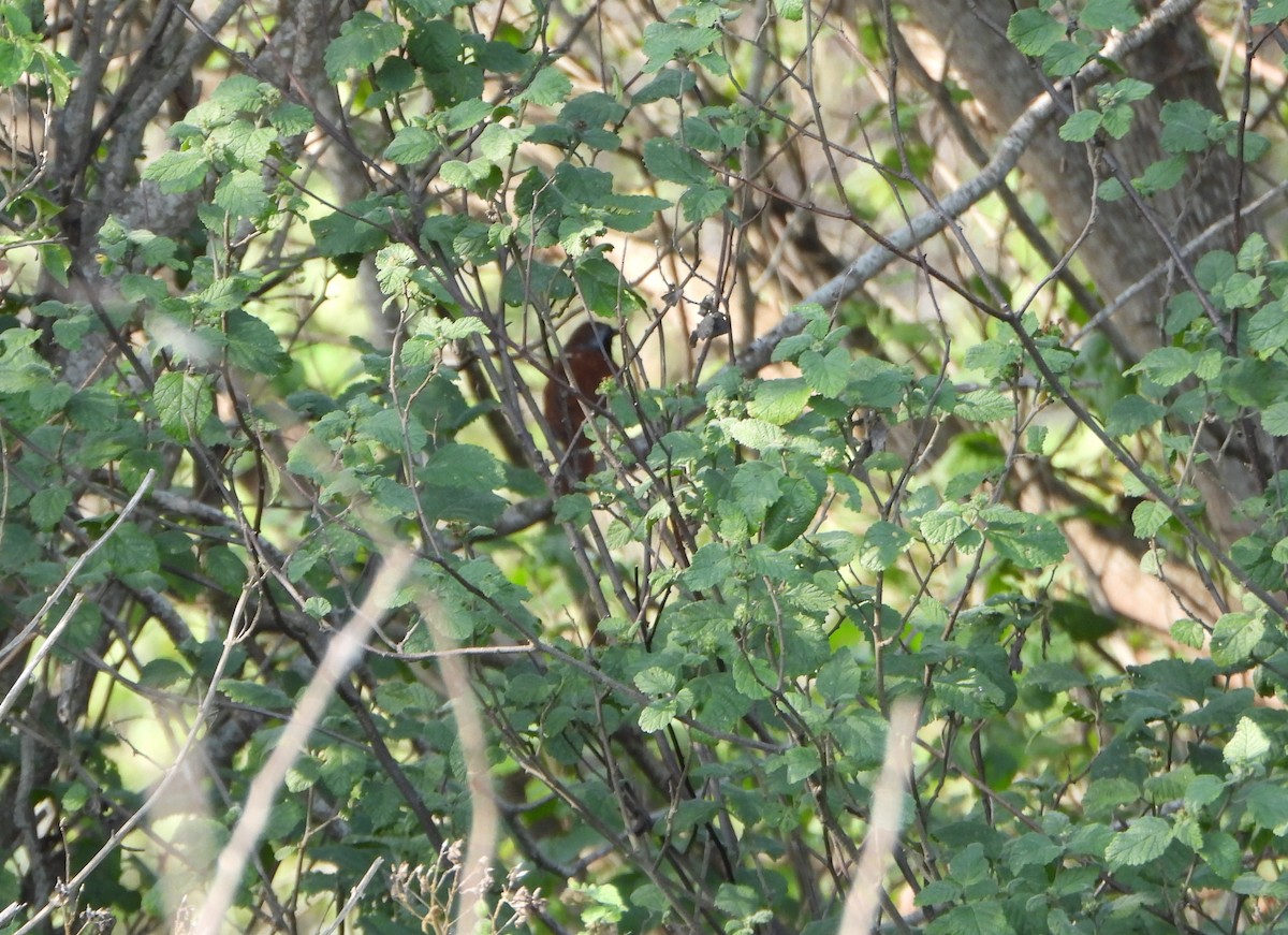 White-bellied Antbird - ML642219586