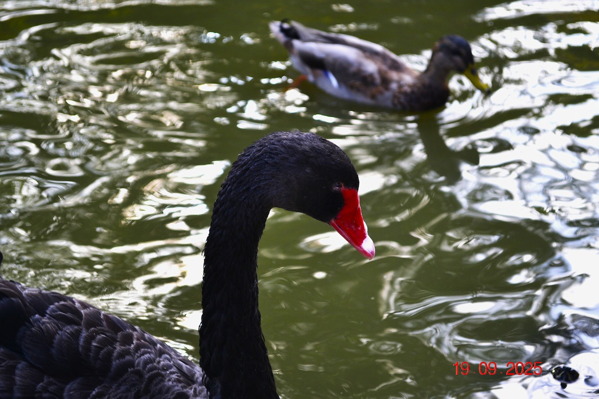 Black Swan - ML642219607