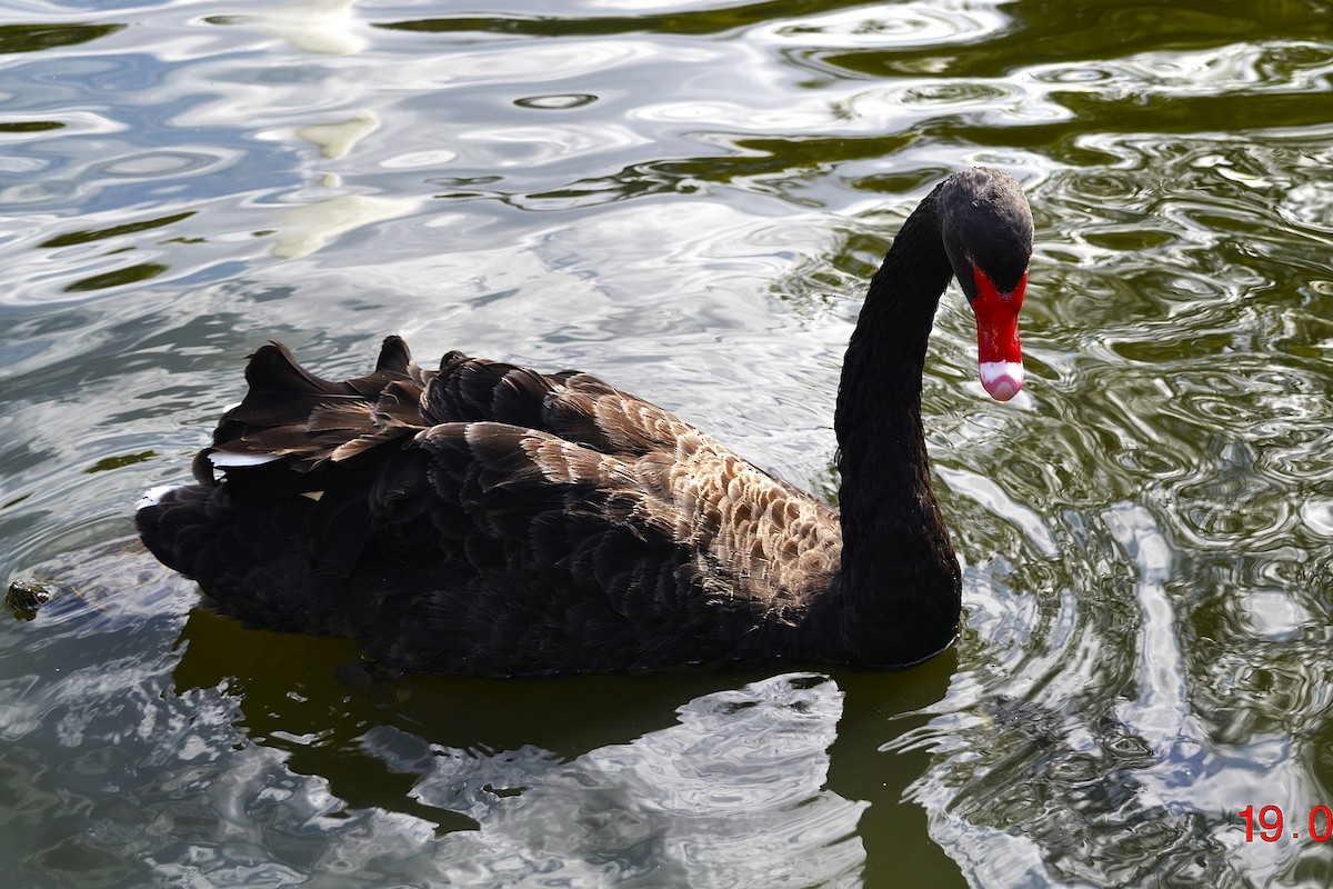 Black Swan - ML642219614