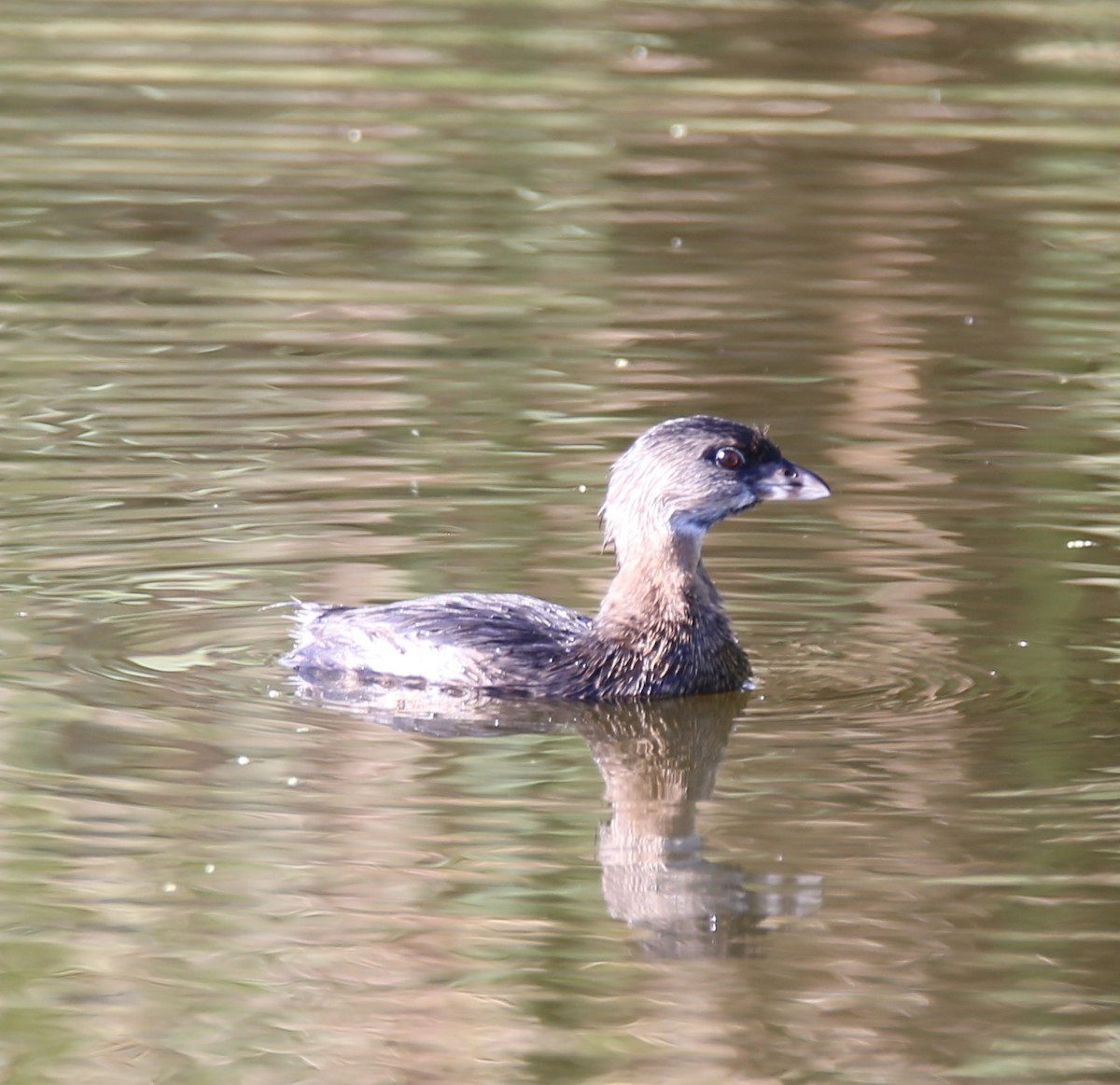 Pied-billed Grebe - ML642219625