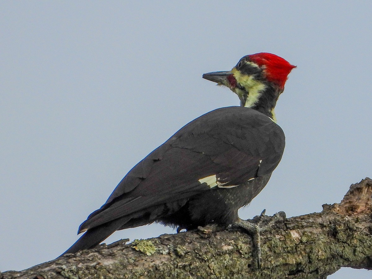 Pileated Woodpecker - ML642219636