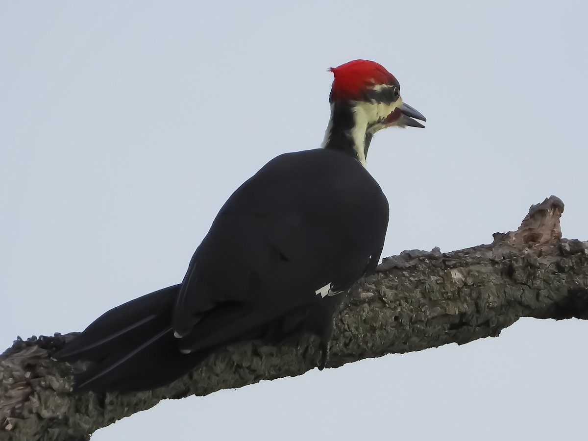 Pileated Woodpecker - ML642219637