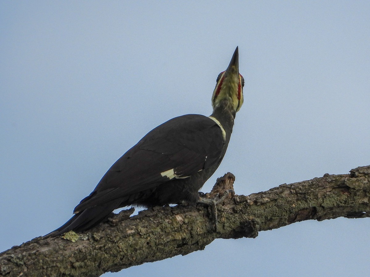 Pileated Woodpecker - ML642219639