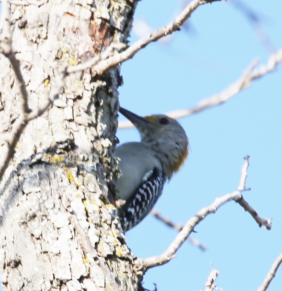 Golden-fronted Woodpecker - ML642219653