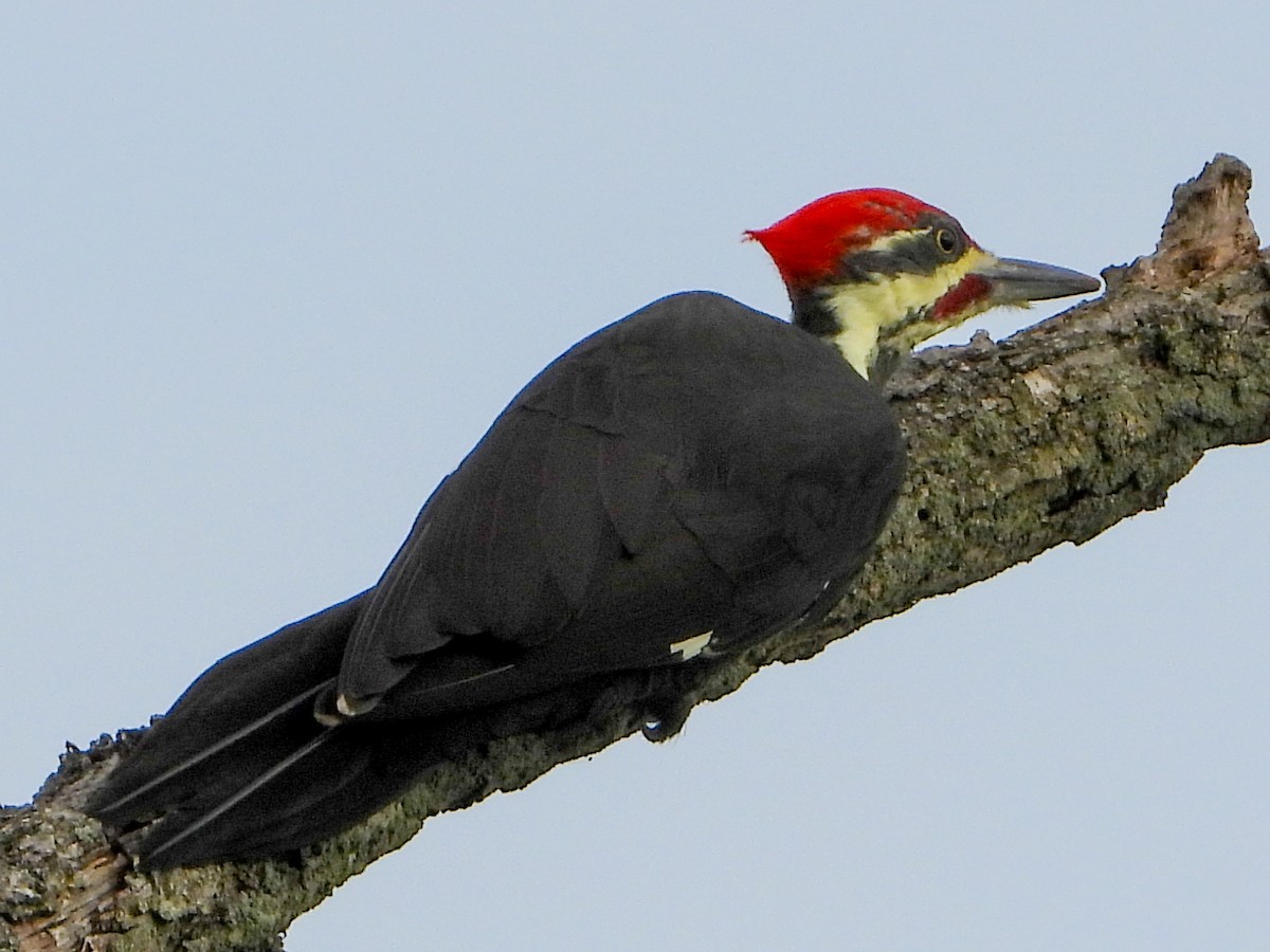Pileated Woodpecker - ML642219666
