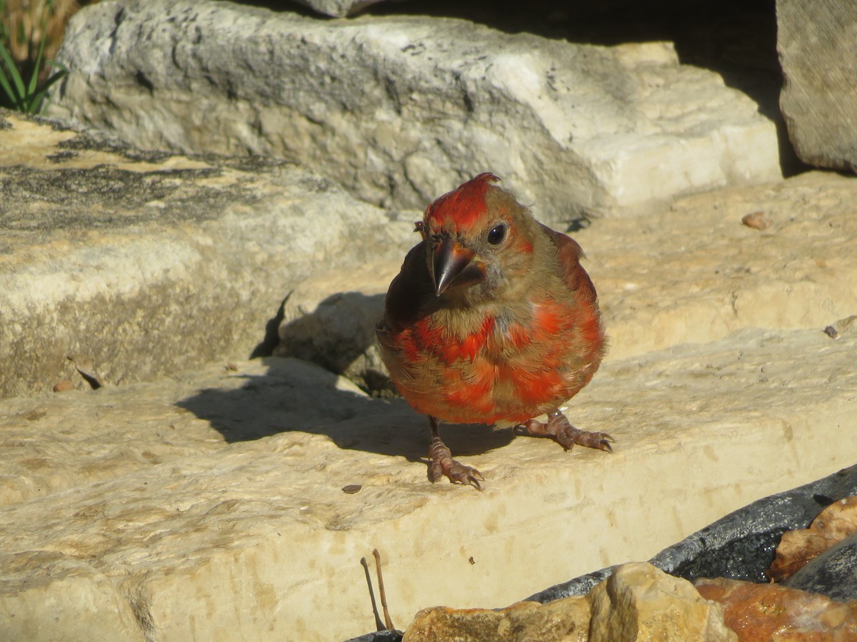Northern Cardinal - ML642219675