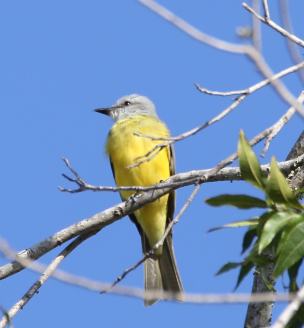 Couch's Kingbird - ML642219678