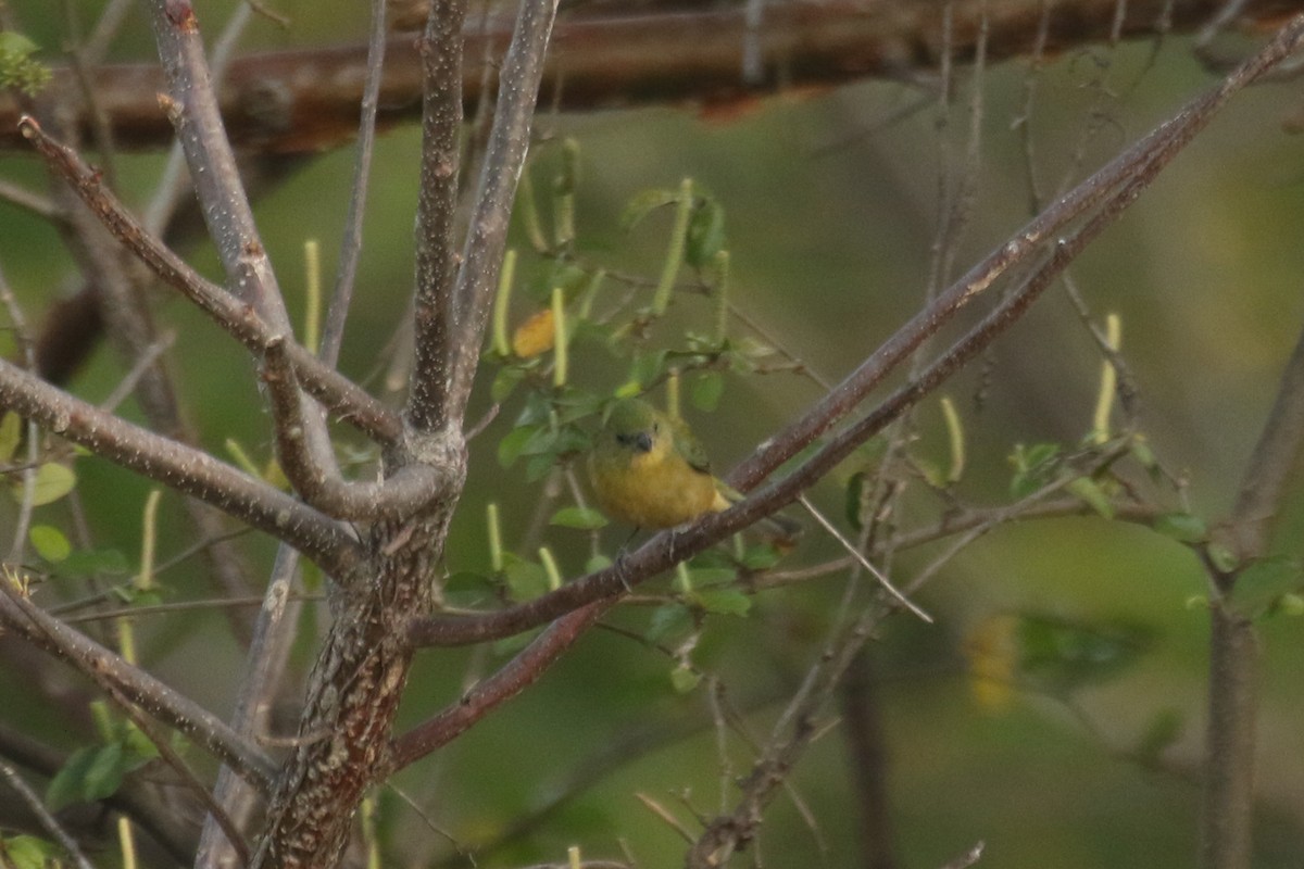 Painted Bunting - ML642219688
