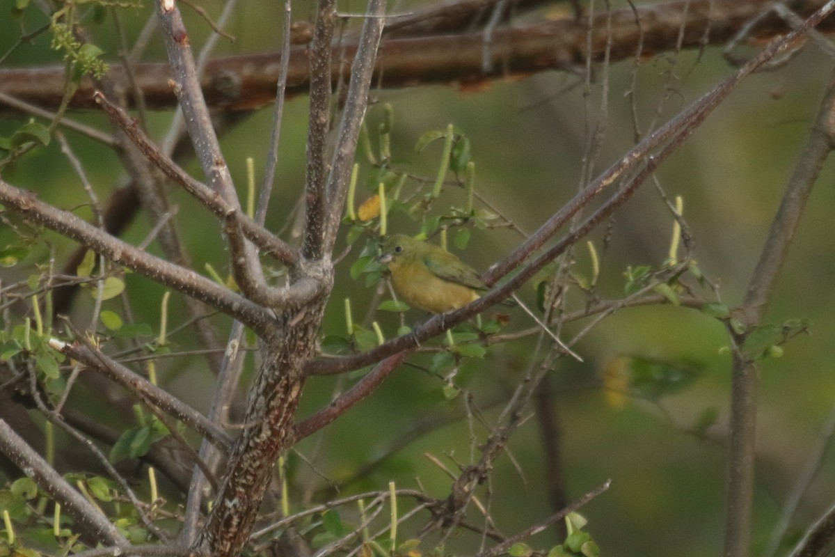 Painted Bunting - ML642219689