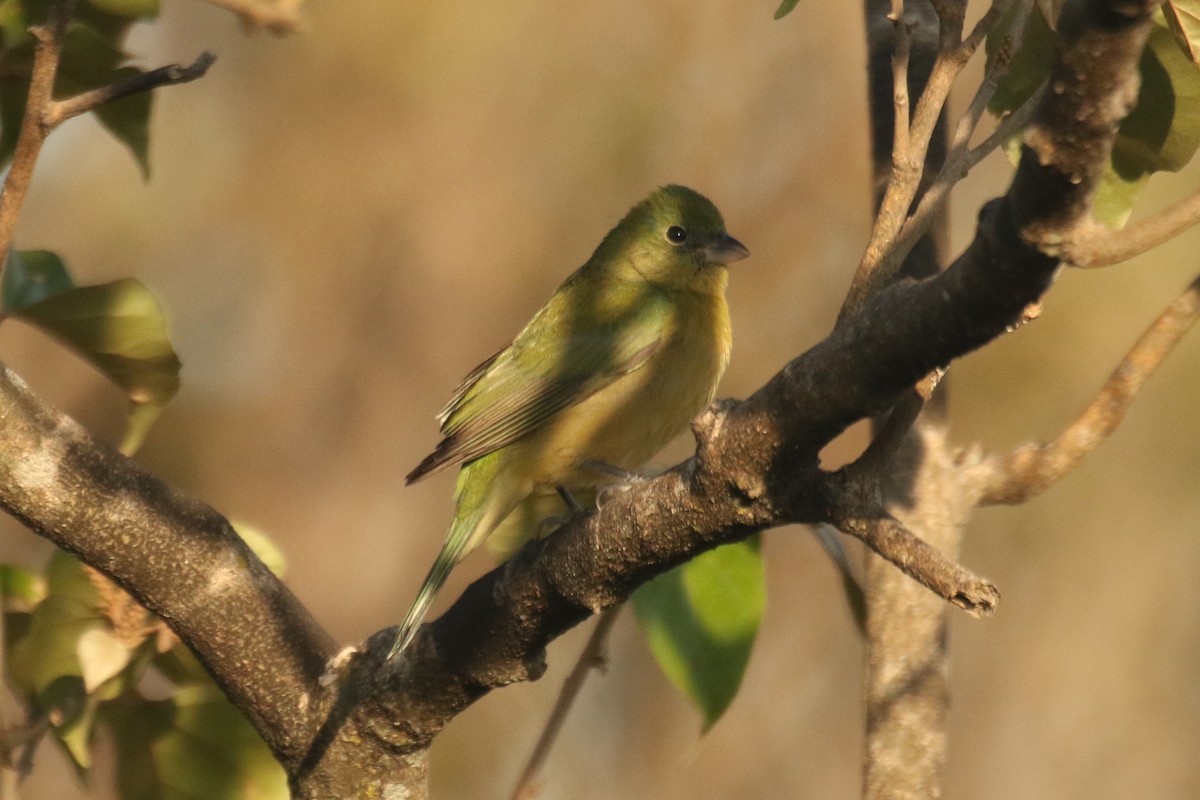Painted Bunting - ML642219690