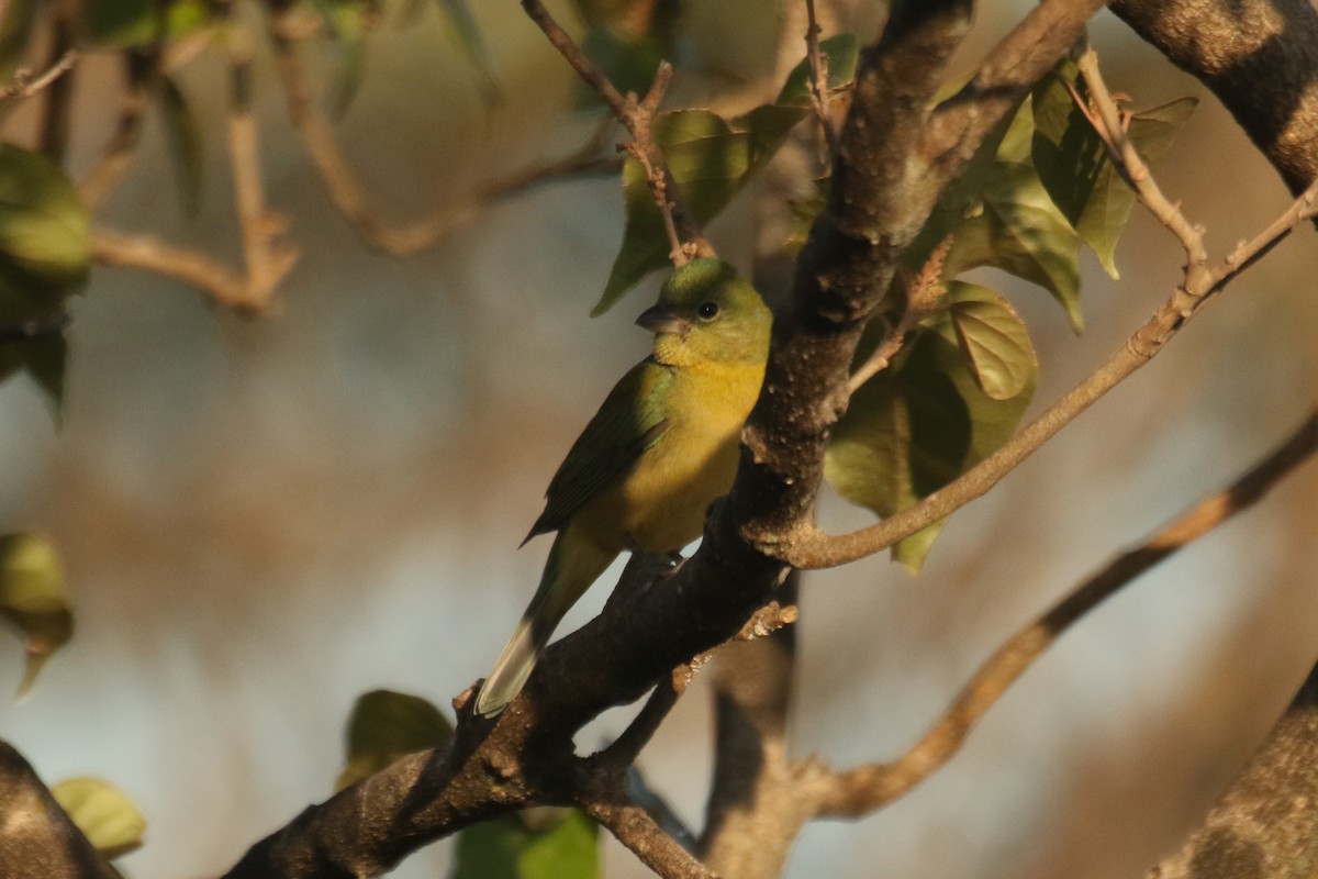 Painted Bunting - ML642219692
