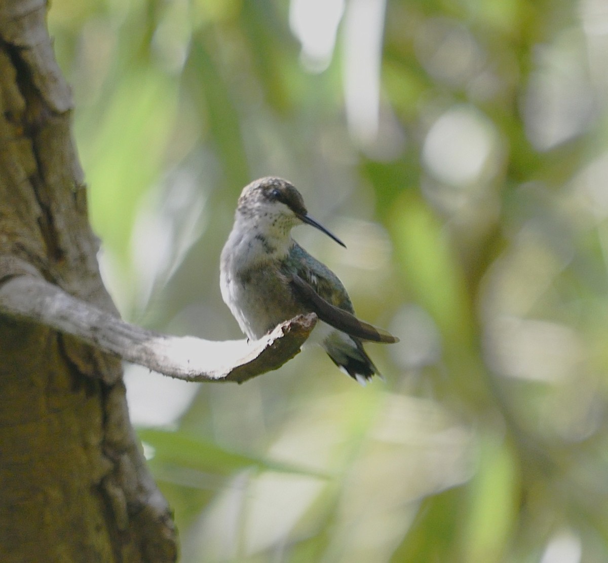 Ruby-throated Hummingbird - ML642219695