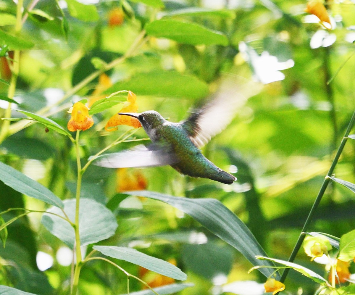 Ruby-throated Hummingbird - ML642219696