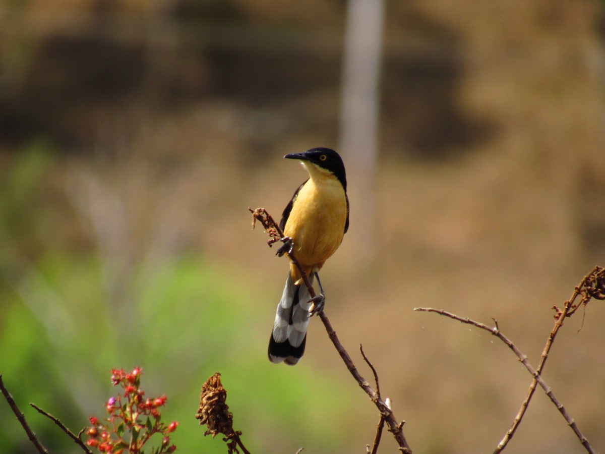 Black-capped Donacobius - ML642219698