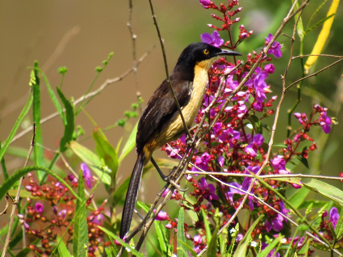 Black-capped Donacobius - ML642219699