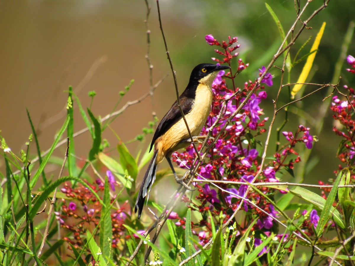 Black-capped Donacobius - ML642219700