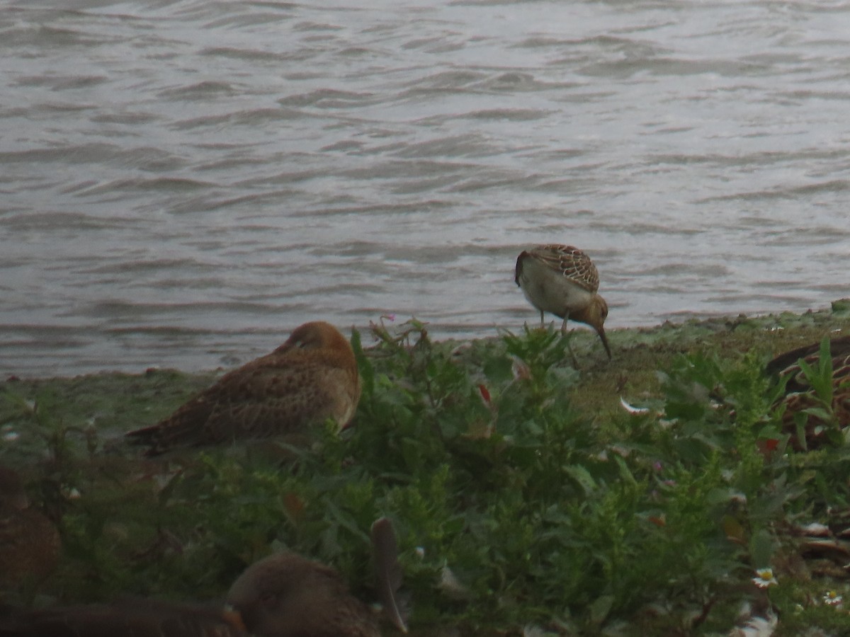 Black-tailed Godwit - ML642219701