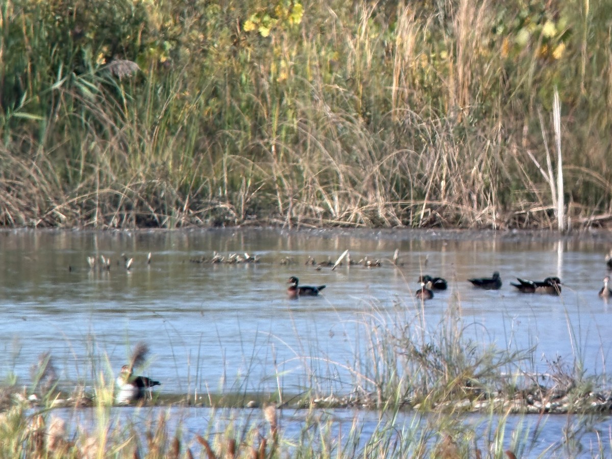 Wood Duck - ML642219702