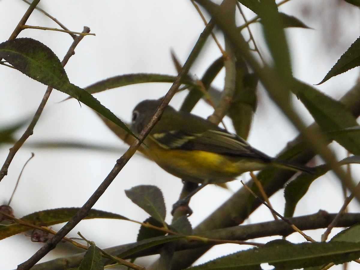 Blue-headed Vireo - ML642219703