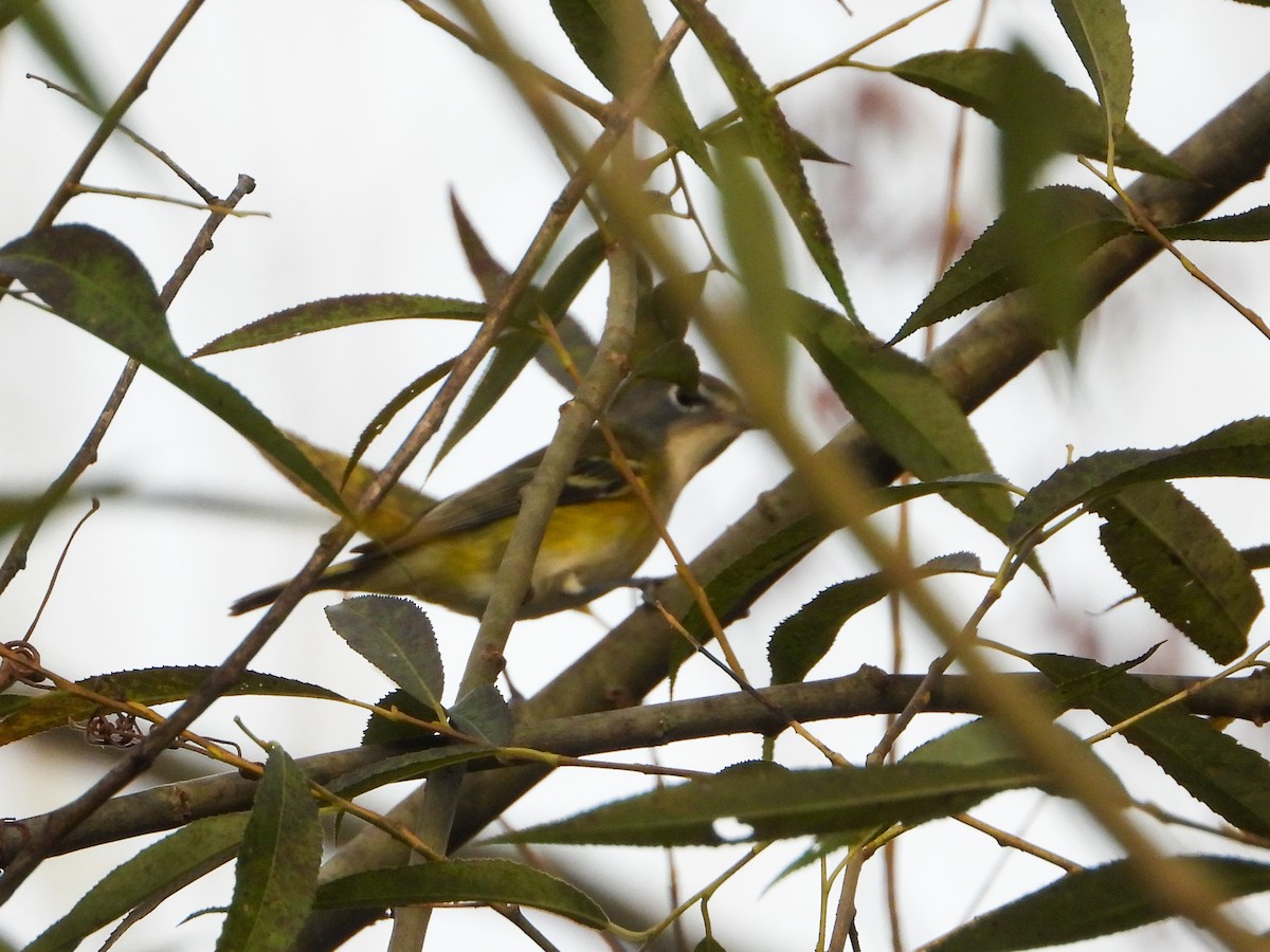 Blue-headed Vireo - ML642219704