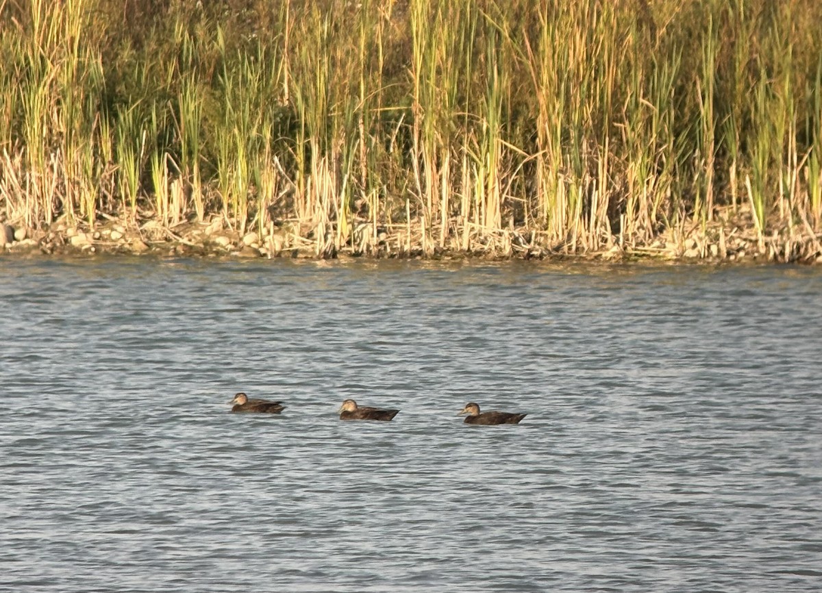 American Black Duck - ML642219709